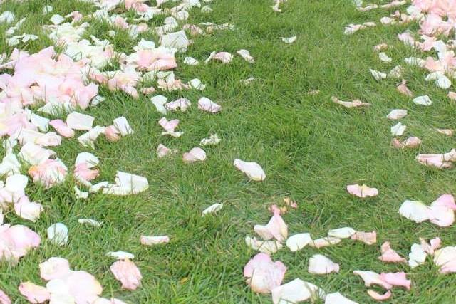 Celebration Central Party Rental