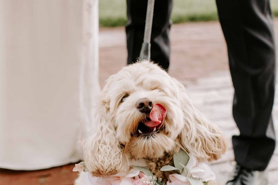 Puppy Love French Creek Golf