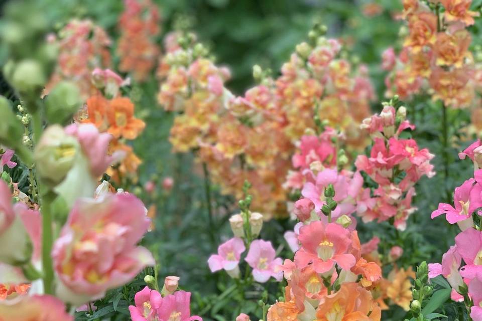 Sunset colored snapdragons