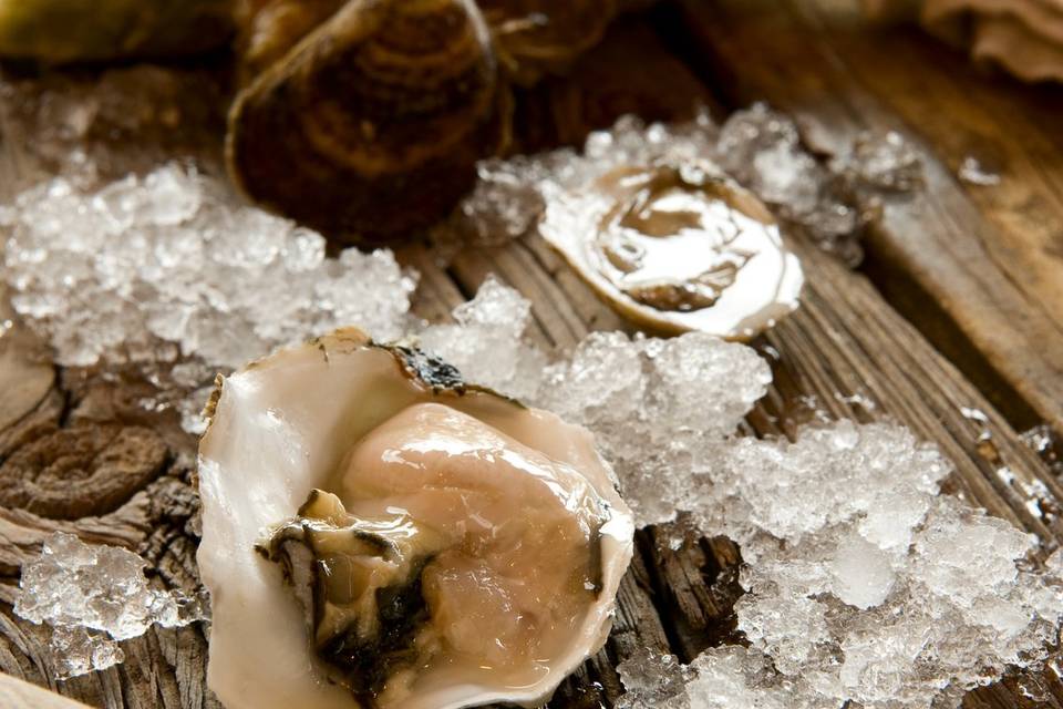 Raw oysters shucked to order