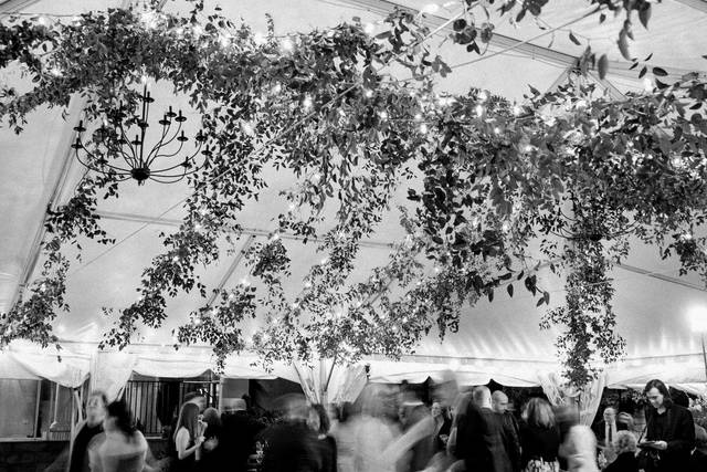Amanda Adams Photography