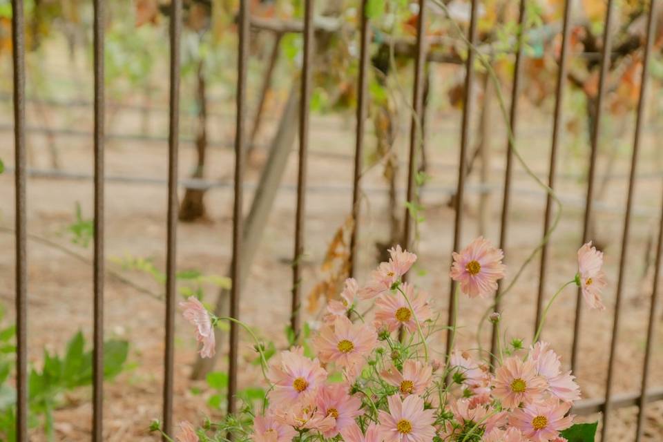 Cosmos + Pumpkins