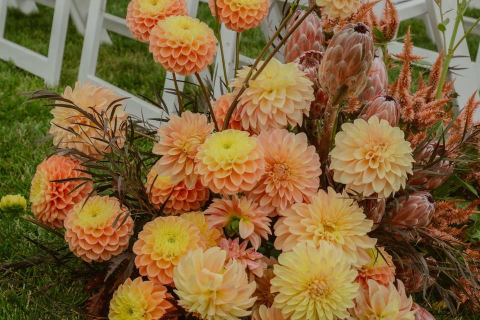 Locally grown dahlias