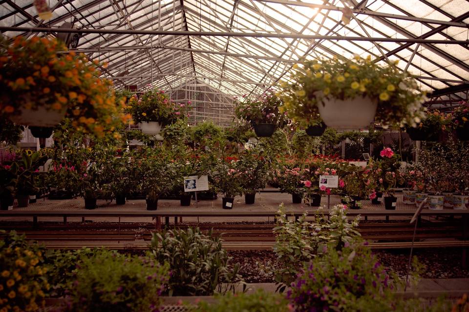 Greenhouse Scene