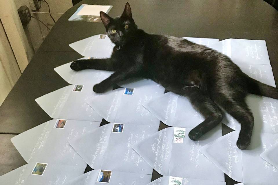 Envelopes + Cat