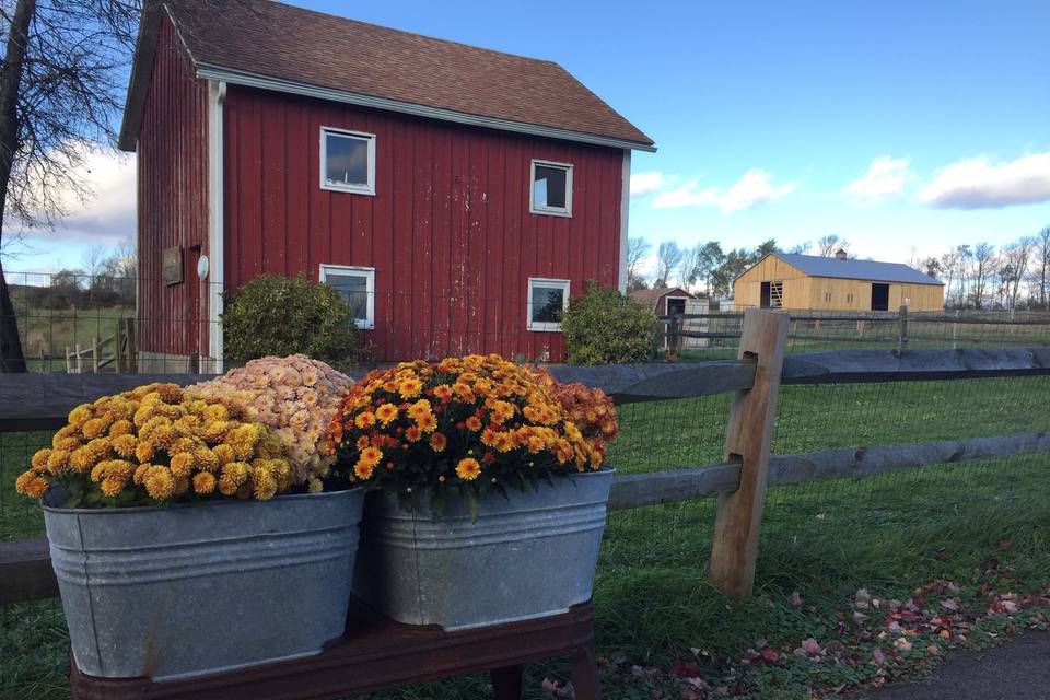 Charming flowers outside