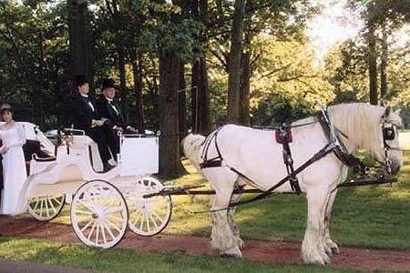 Horse drawn carriages available for your wedding!