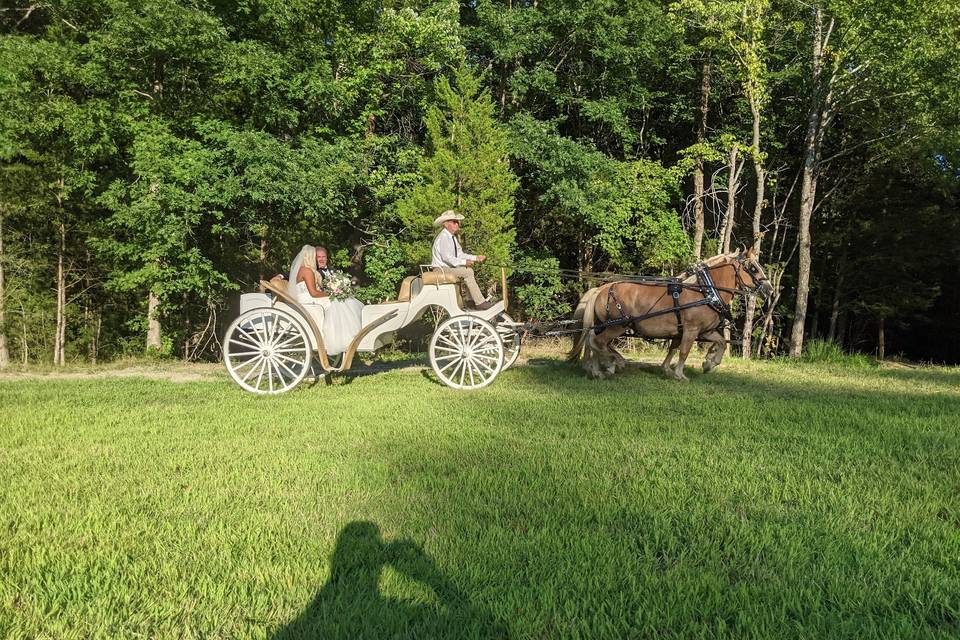 Horse and buggy