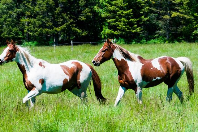 A herd of more than 100 horses