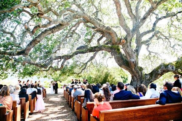 Ceremony under a Grand Old Oak Tree
