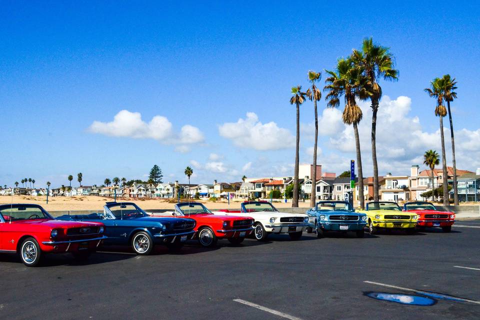 Fleet of mustangs