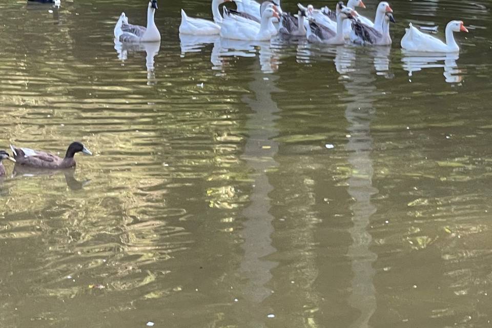 Geese and ducks