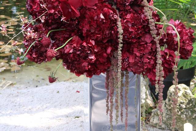 Deep burgundy blooms