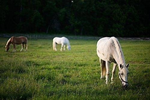 Horses grazing on pastures surrounding Woodlawn Manor. Photo by Punam Bean.
