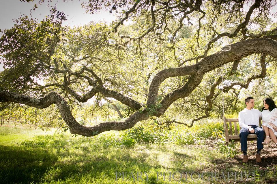 Oak Tree Swing