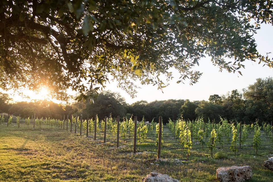 Vineyard view from Oak Knoll