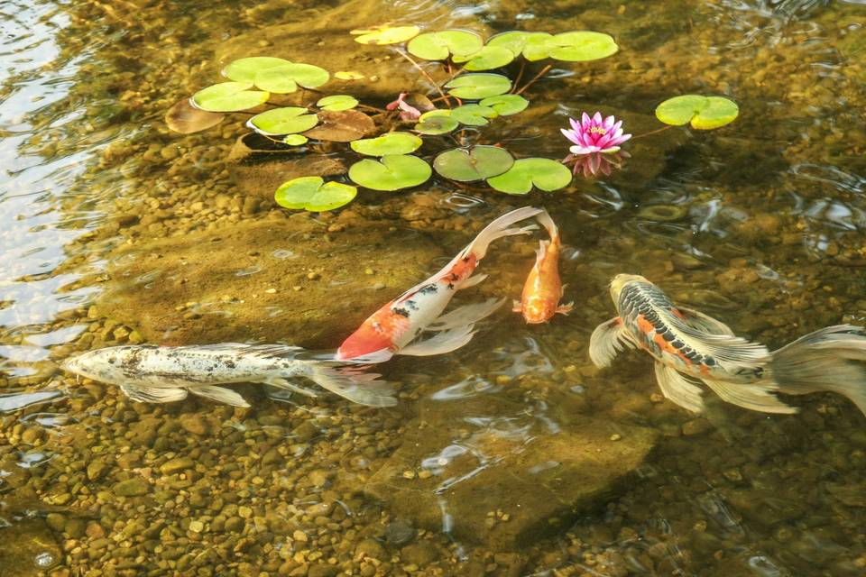 Koi pond