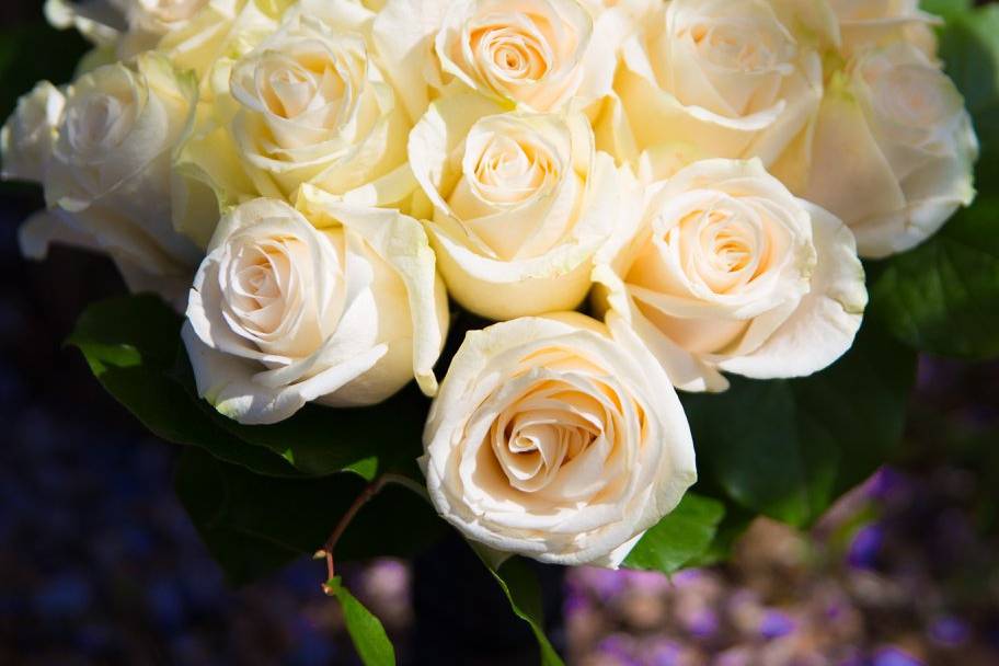 Elegant white roses