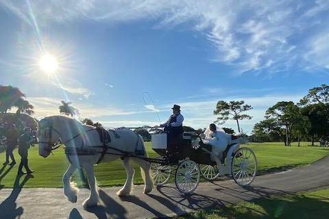 Horse & Carriage