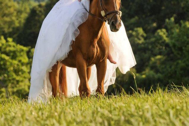 Bride arrives on horseback