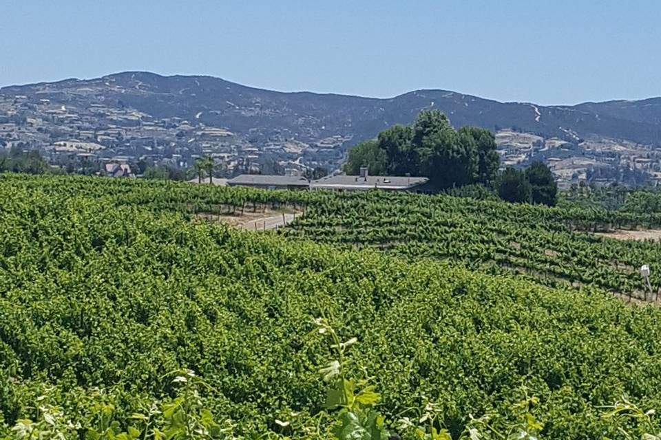 Vineyards at Wilson Creek