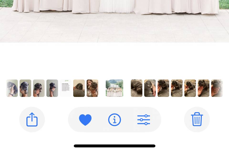 Wedding party