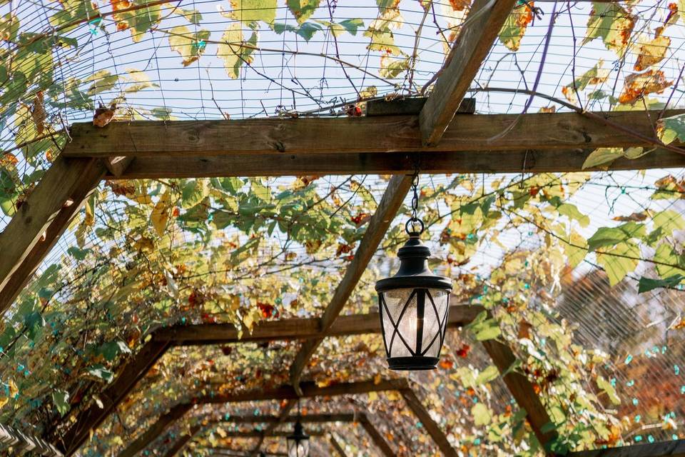 Vine tunnel in November.