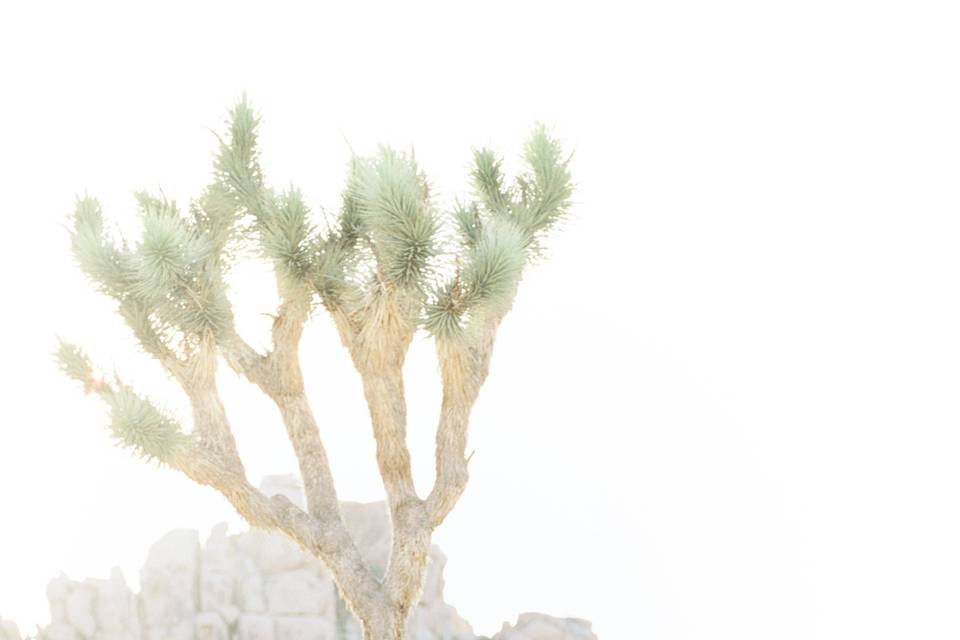 Joshua tree