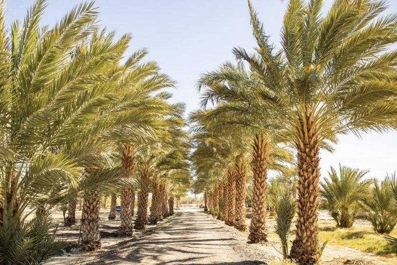 Majestic date palm pathway