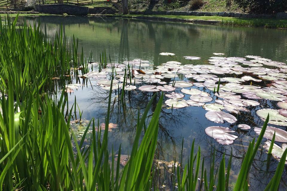 The pond