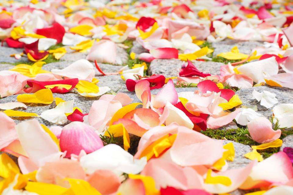 Colorful petals (Stock Image)