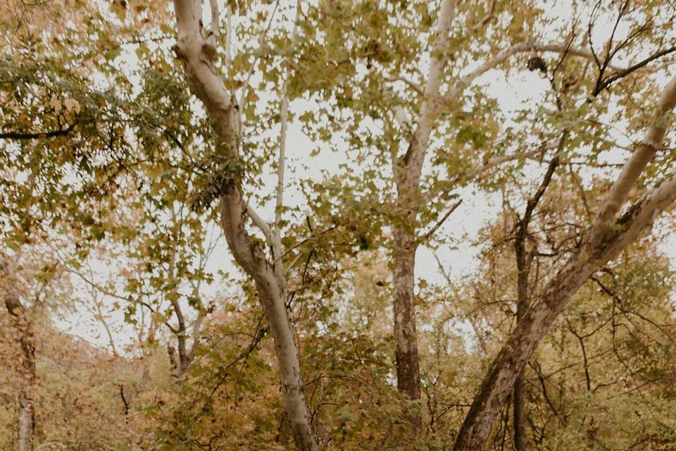 Autumn Ceremony Under the Sycamore Tree - Peyton Rainey Photography