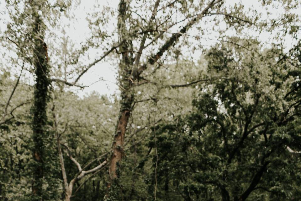 In the Woods - Melissa Marshall Photography