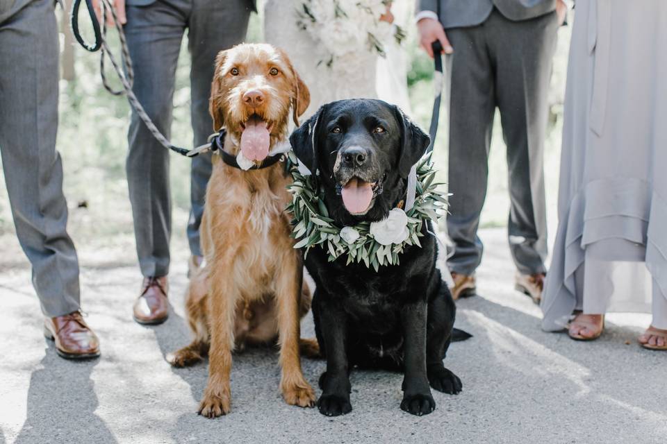 The doggie guests - Maija Karin Photography