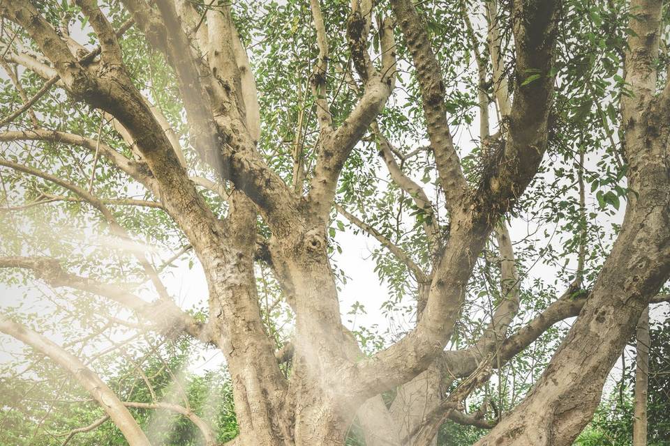 Rooted forever.