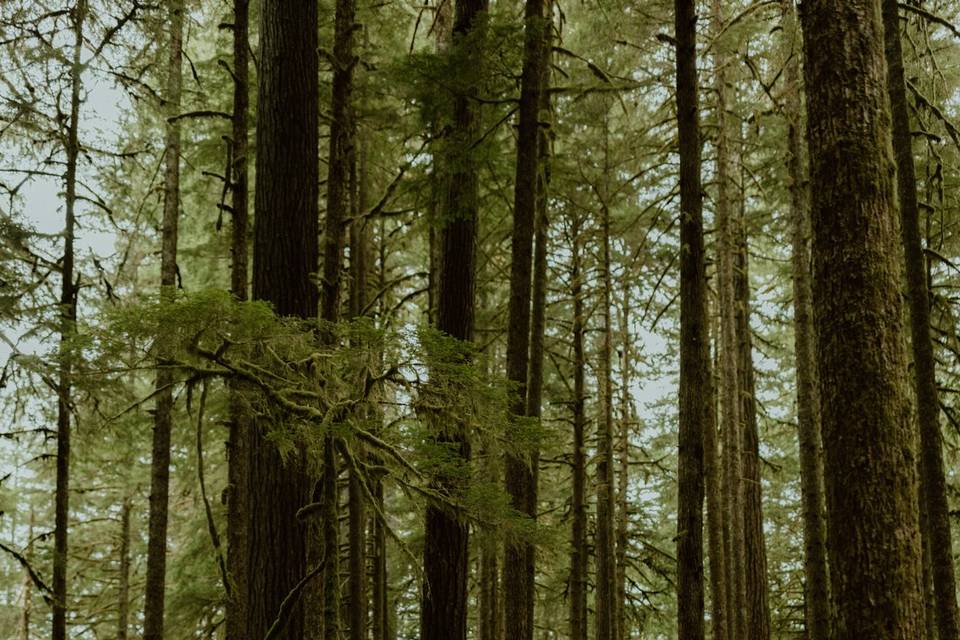 Olympic NP Elopement