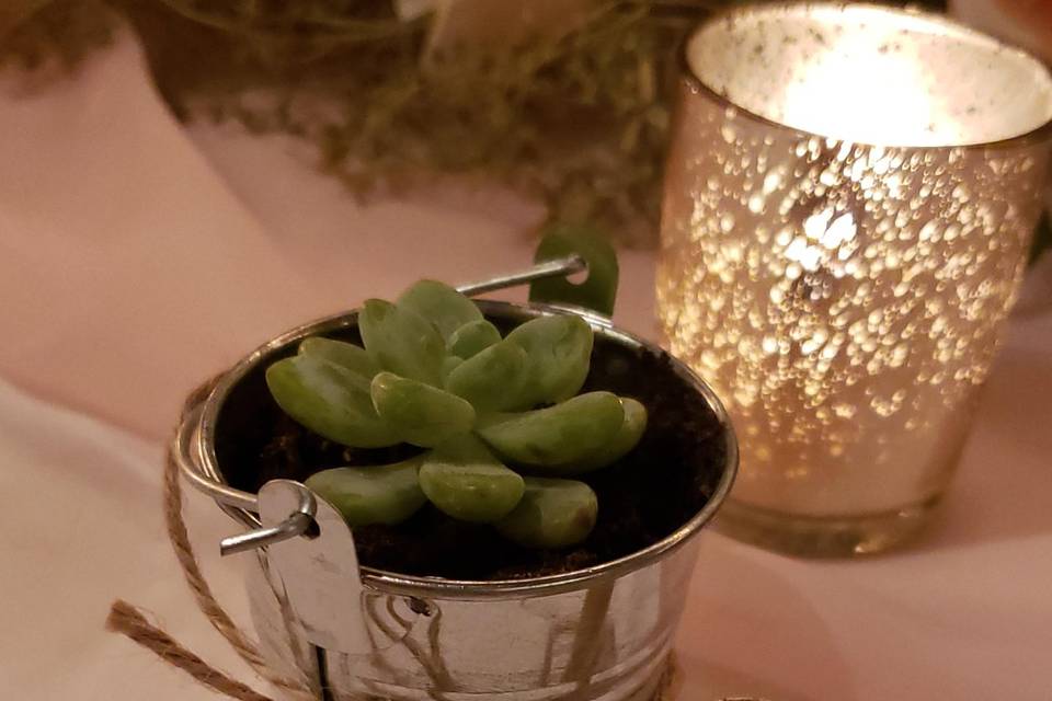 Cute succulent favors