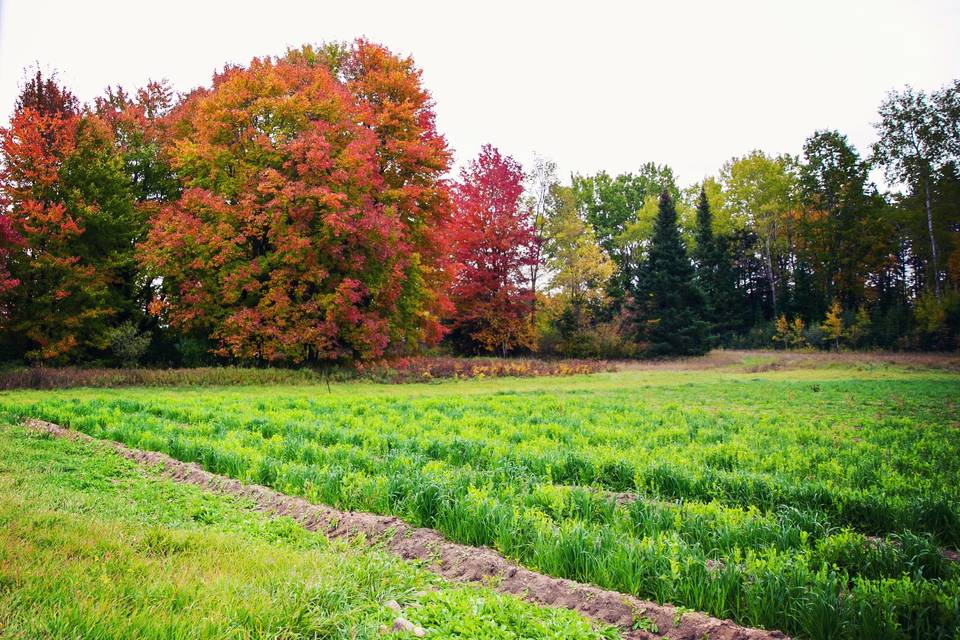 Farm fields