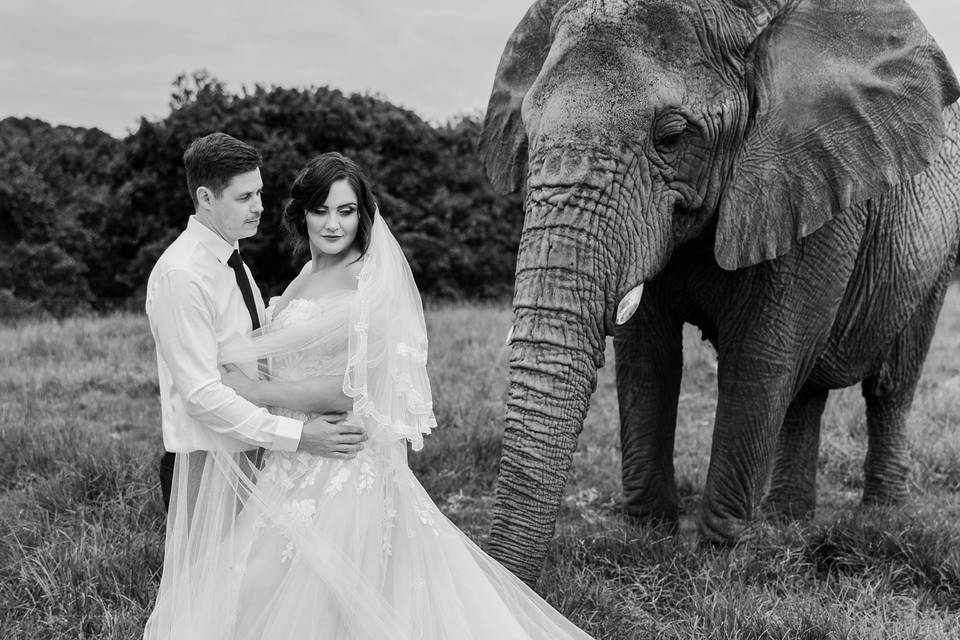 Elephant Wedding