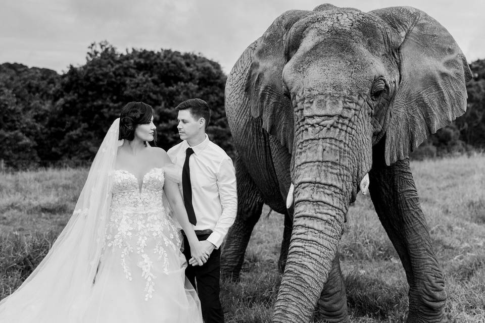 Elephant Wedding