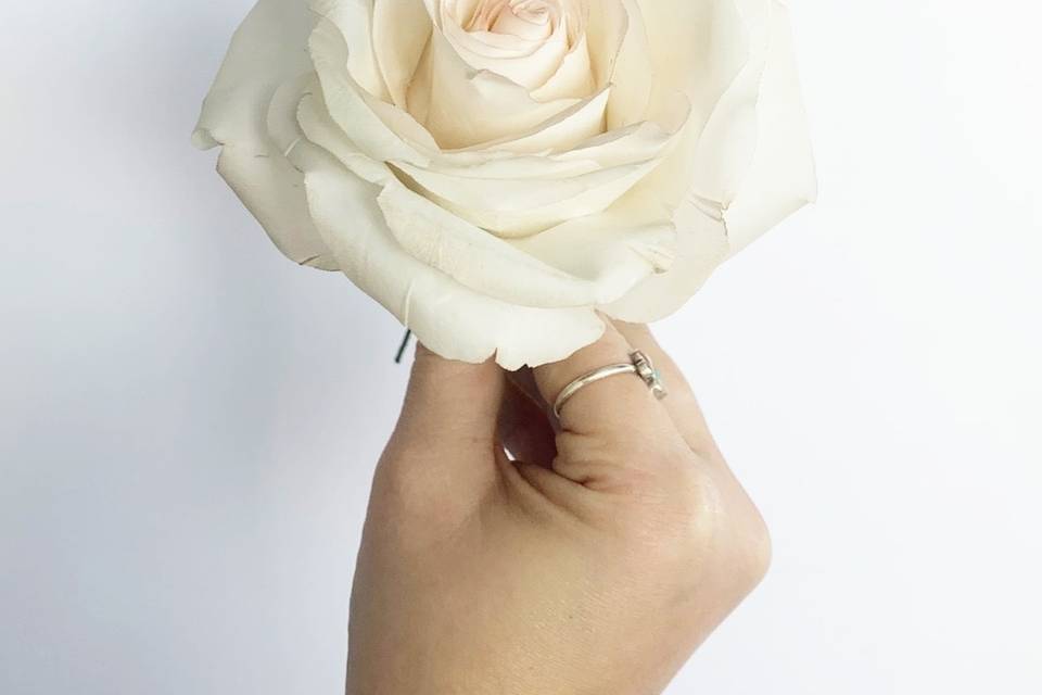 White sugar rose