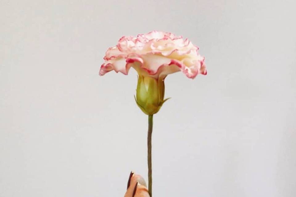 Gumpaste carnation