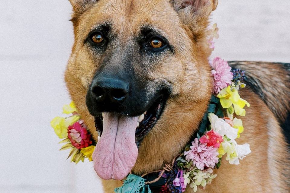Fresh Floral Dog Collar