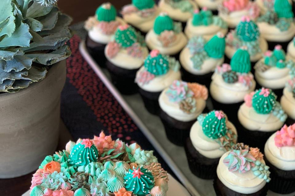 Succulent cake & cupcakes