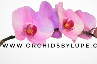 Orchids by Lupe