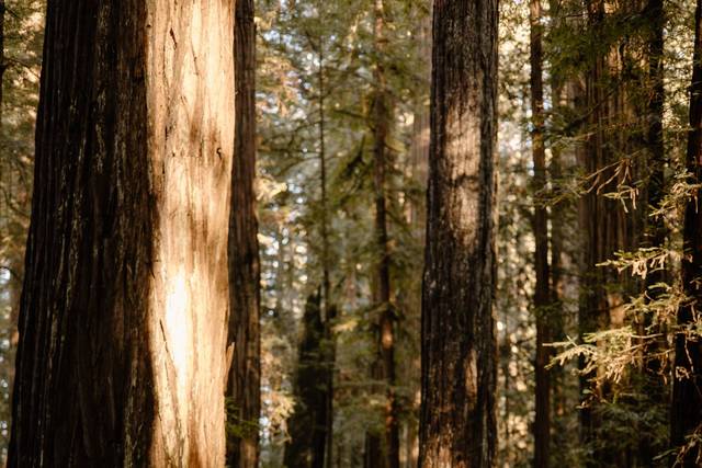 Redwood elopement