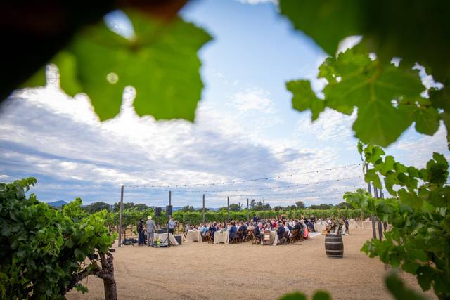 Tucked in the vines