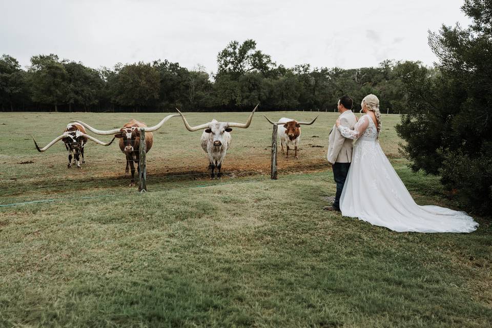 Longhorns
