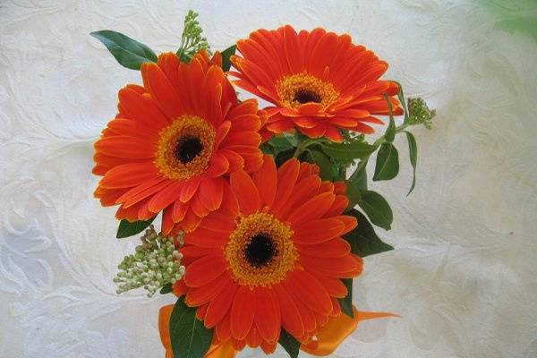 Orange gerbera daisys