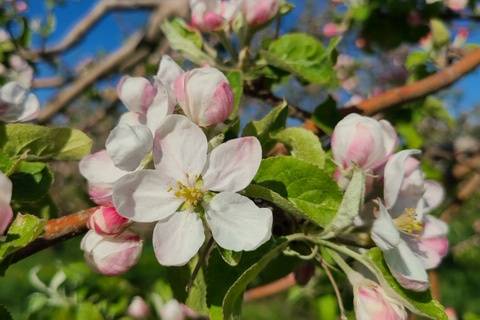 Late May apple blossoms